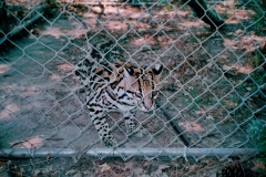 animal-fencing